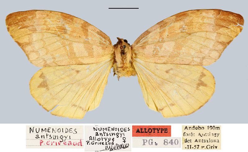/filer/webapps/moths/media/images/A/antsingyensis_Numenoides_AT_MNHN.jpg