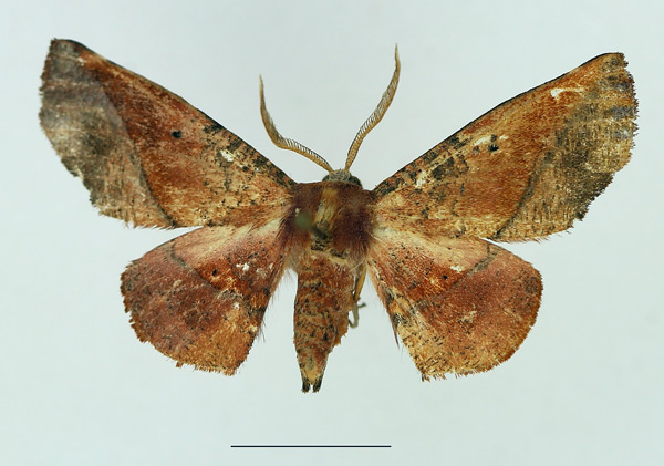 /filer/webapps/moths/media/images/A/aora_Euexia_AF_TMSA.jpg