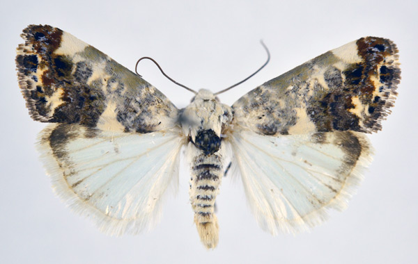 /filer/webapps/moths/media/images/A/apatelia_Acontia_AM_NHMO.jpg