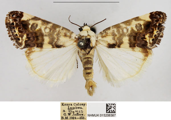 /filer/webapps/moths/media/images/A/apatelia_Acontia_AM_NHMUK.jpg