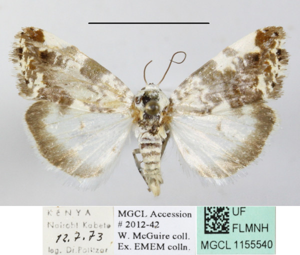 /filer/webapps/moths/media/images/A/apatelia_Emmelia_A_MGCLa_01.JPG