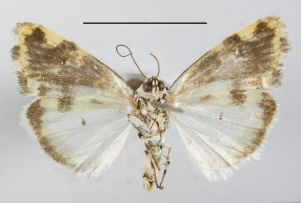/filer/webapps/moths/media/images/A/apatelia_Emmelia_A_MGCLb_01.JPG
