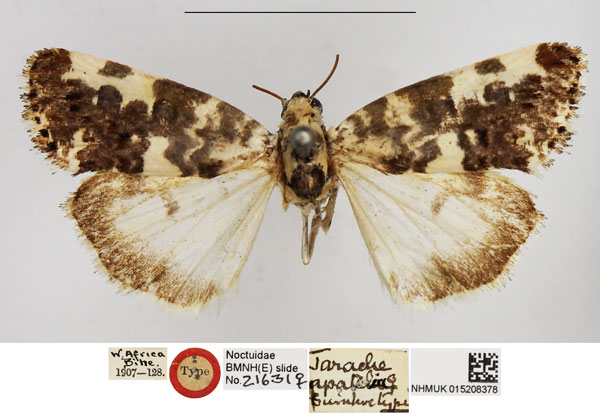 /filer/webapps/moths/media/images/A/apatelia_Tarache_HT_NHMUK.jpg