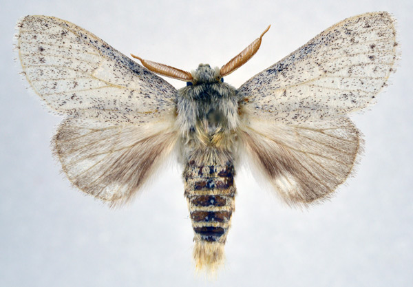 /filer/webapps/moths/media/images/A/apateloides_Deinarcha_AM_NHMO.jpg