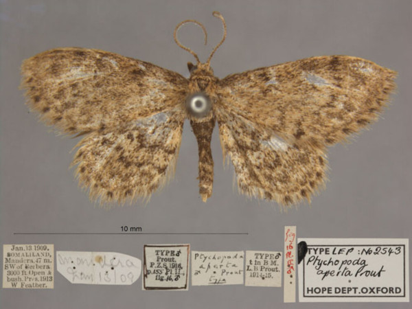 /filer/webapps/moths/media/images/A/aperta_Idaea_HTM_OUMNHa_01.jpg