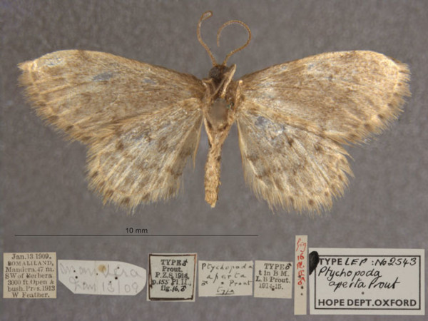 /filer/webapps/moths/media/images/A/aperta_Idaea_HTM_OUMNHb_01.jpg