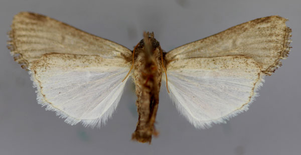 /filer/webapps/moths/media/images/A/apertura_Spodoptera_AM_RMCA_02.jpg