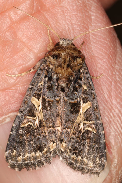 /filer/webapps/moths/media/images/A/apertura_Spodoptera_A_Heyns.jpg
