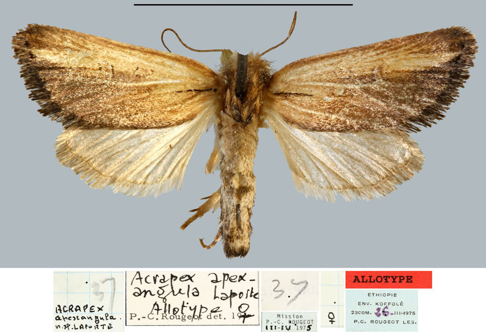/filer/webapps/moths/media/images/A/apexangula_Acrapex_AT_MNHN.jpg