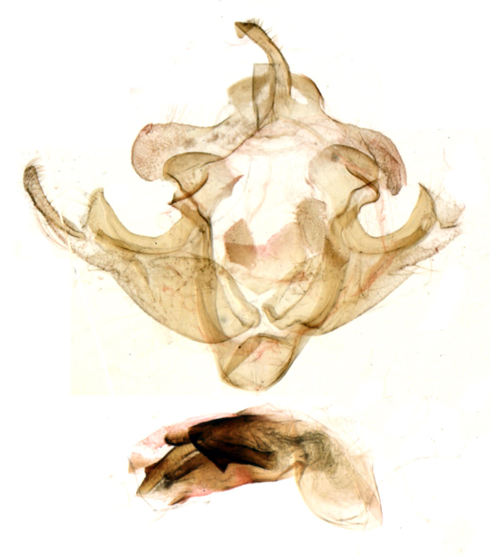 /filer/webapps/moths/media/images/A/apexangula_Acrapex_GMHT_MNHN_BL1236.jpg