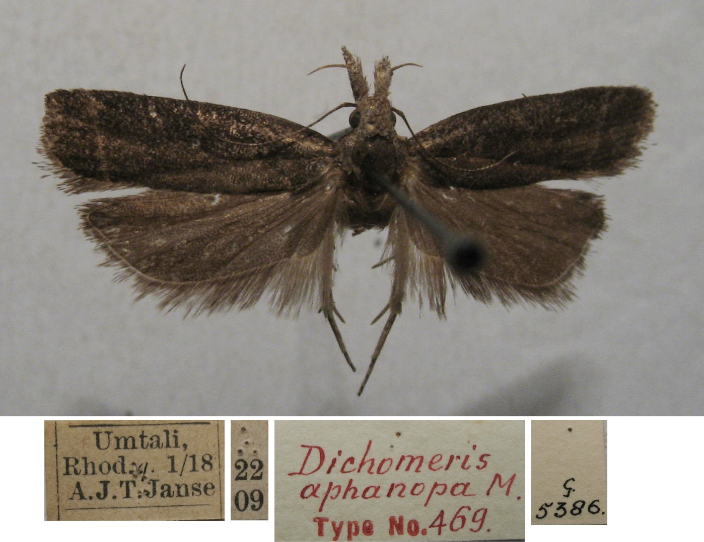 /filer/webapps/moths/media/images/A/aphanops_Dichomeris_FHT_TMSA.jpg