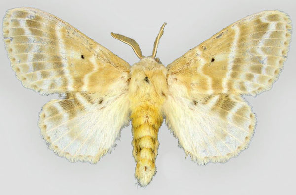 /filer/webapps/moths/media/images/A/aphrasta_Eucraera_AT_BMNH.jpg