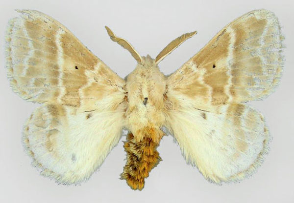 /filer/webapps/moths/media/images/A/aphrasta_Eucraera_HT_BMNH_01.jpg