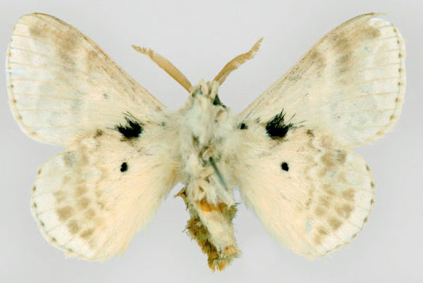/filer/webapps/moths/media/images/A/aphrasta_Eucraera_HT_BMNH_02.jpg