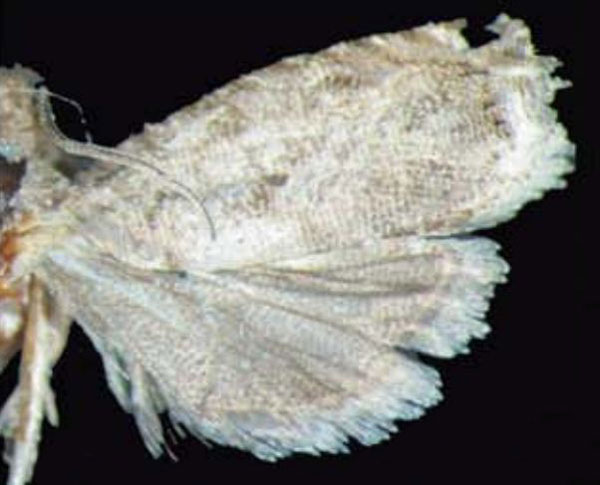 /filer/webapps/moths/media/images/A/aphrospila_Fulcrifera_AM_Trematerra.jpg