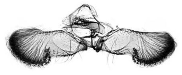 /filer/webapps/moths/media/images/A/aphrospila_Fulcrifera_GM_Trematerra.jpg