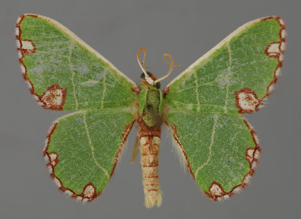 /filer/webapps/moths/media/images/A/aphthona_Centochria_A_ZSM_01.jpg