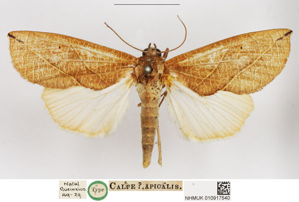 /filer/webapps/moths/media/images/A/apicalis_Calpe_HT_NHMUK.jpg