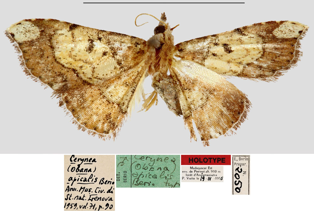 /filer/webapps/moths/media/images/A/apicalis_Cerynea_HT_MNHN.jpg