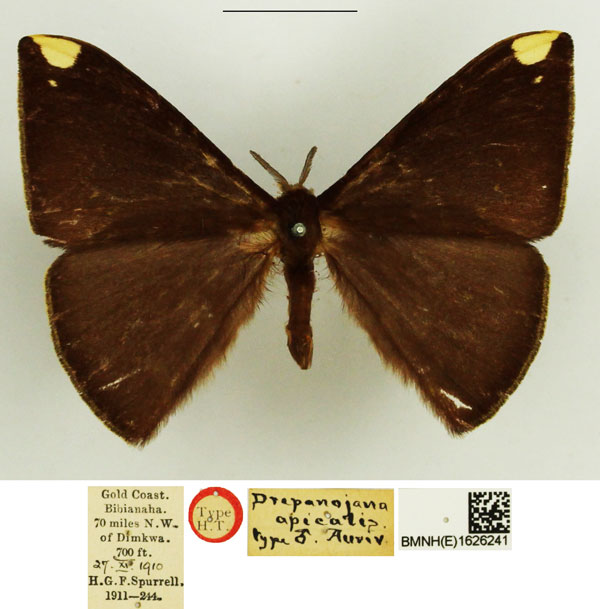 /filer/webapps/moths/media/images/A/apicalis_Drepanojana_HT_NHMUK.jpg