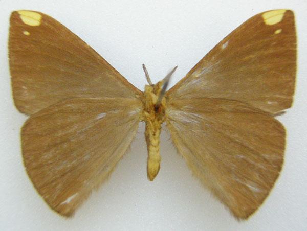 /filer/webapps/moths/media/images/A/apicalis_Drepanojana_HT_NHMUKb.jpg