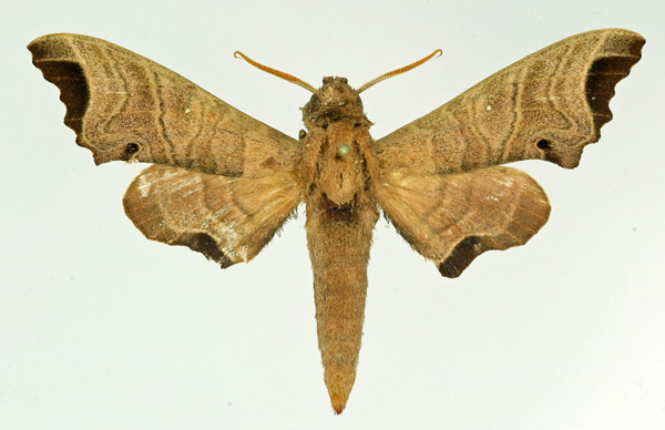 /filer/webapps/moths/media/images/A/apicalis_Likoma_AM_Basquin.jpg