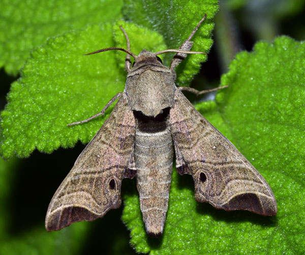 /filer/webapps/moths/media/images/A/apicalis_Likoma_AM_Schmit.jpg