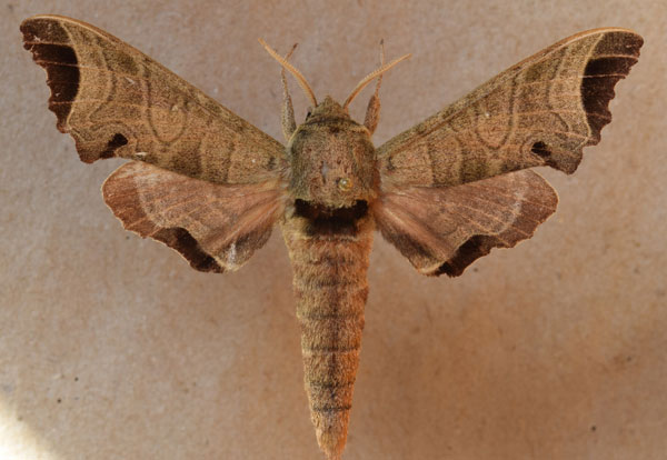 /filer/webapps/moths/media/images/A/apicalis_Likoma_A_Butler.jpg