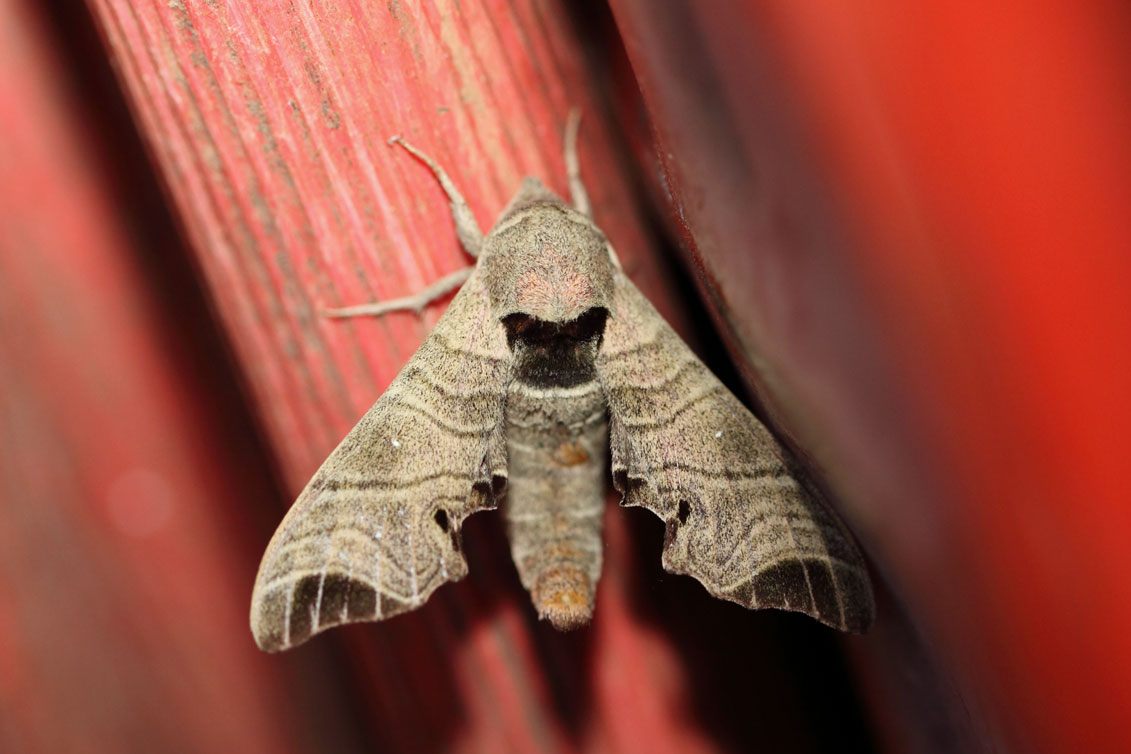 /filer/webapps/moths/media/images/A/apicalis_Likoma_A_Voaden_01.jpg
