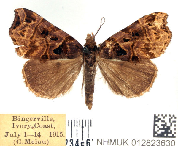 /filer/webapps/moths/media/images/A/apicalis_Marcipa_AF_BMNH.jpg