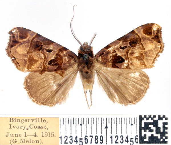 /filer/webapps/moths/media/images/A/apicalis_Marcipa_AM_BMNH.jpg