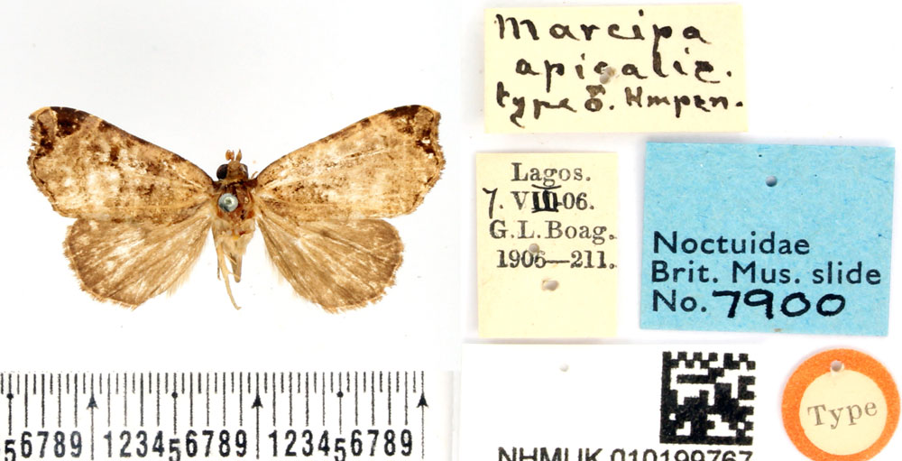 /filer/webapps/moths/media/images/A/apicalis_Marcipa_HT_BMNH.jpg