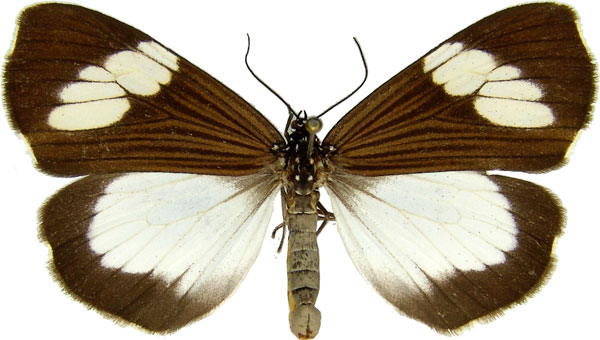 /filer/webapps/moths/media/images/A/apicalis_Nyctemera_AM_MCJM.jpg
