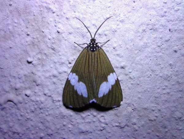 /filer/webapps/moths/media/images/A/apicalis_Nyctemera_A_Ajibade.JPG