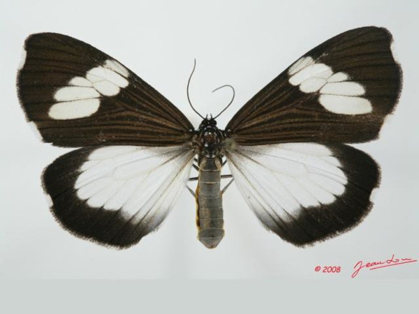 /filer/webapps/moths/media/images/A/apicalis_Nyctemera_A_Guyonneta_01.JPG