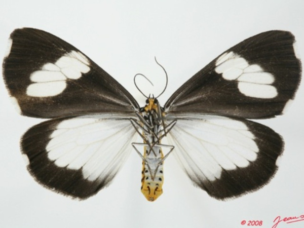 /filer/webapps/moths/media/images/A/apicalis_Nyctemera_A_Guyonnetb_01.JPG