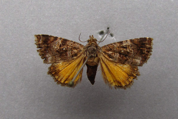 /filer/webapps/moths/media/images/A/apicalis_Ozarba_A_Baron.jpg