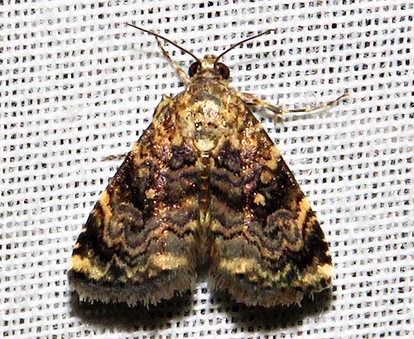 /filer/webapps/moths/media/images/A/apicalis_Ozarba_A_Braun_05.jpg