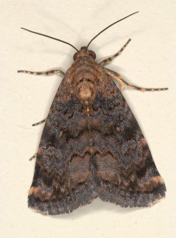 /filer/webapps/moths/media/images/A/apicalis_Ozarba_A_Heyns_02.jpg