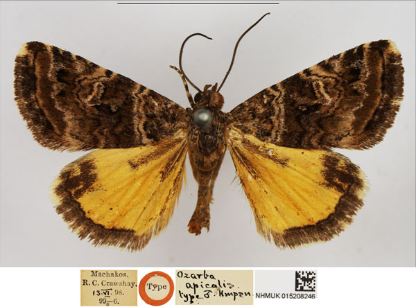 /filer/webapps/moths/media/images/A/apicalis_Ozarba_HT_NHMUK.jpg