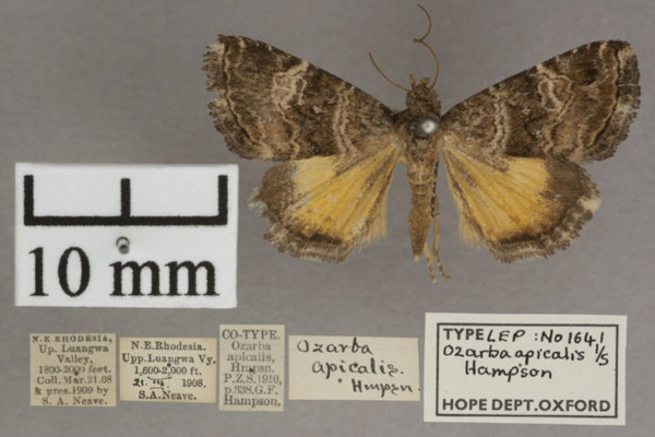/filer/webapps/moths/media/images/A/apicalis_Ozarba_PT_OUMNHa_01.jpg