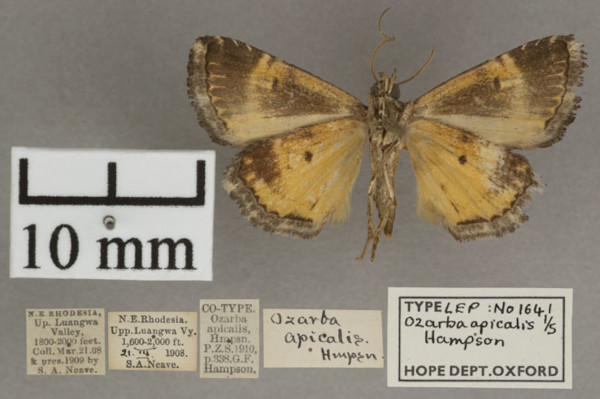 /filer/webapps/moths/media/images/A/apicalis_Ozarba_PT_OUMNHb_01.jpg