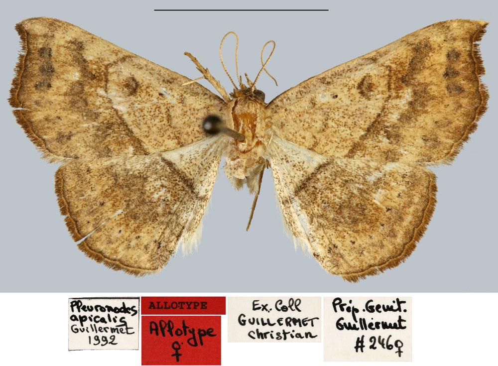 /filer/webapps/moths/media/images/A/apicalis_Pleuronodes_AT_MNHN.jpg