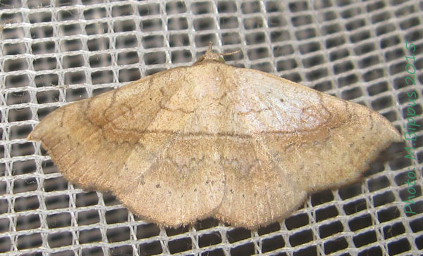 /filer/webapps/moths/media/images/A/apicalis_Pleuronodes_A_Bippus.jpg