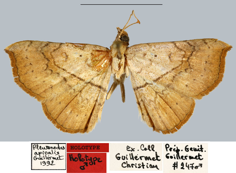 /filer/webapps/moths/media/images/A/apicalis_Pleuronodes_HT_MNHN.jpg