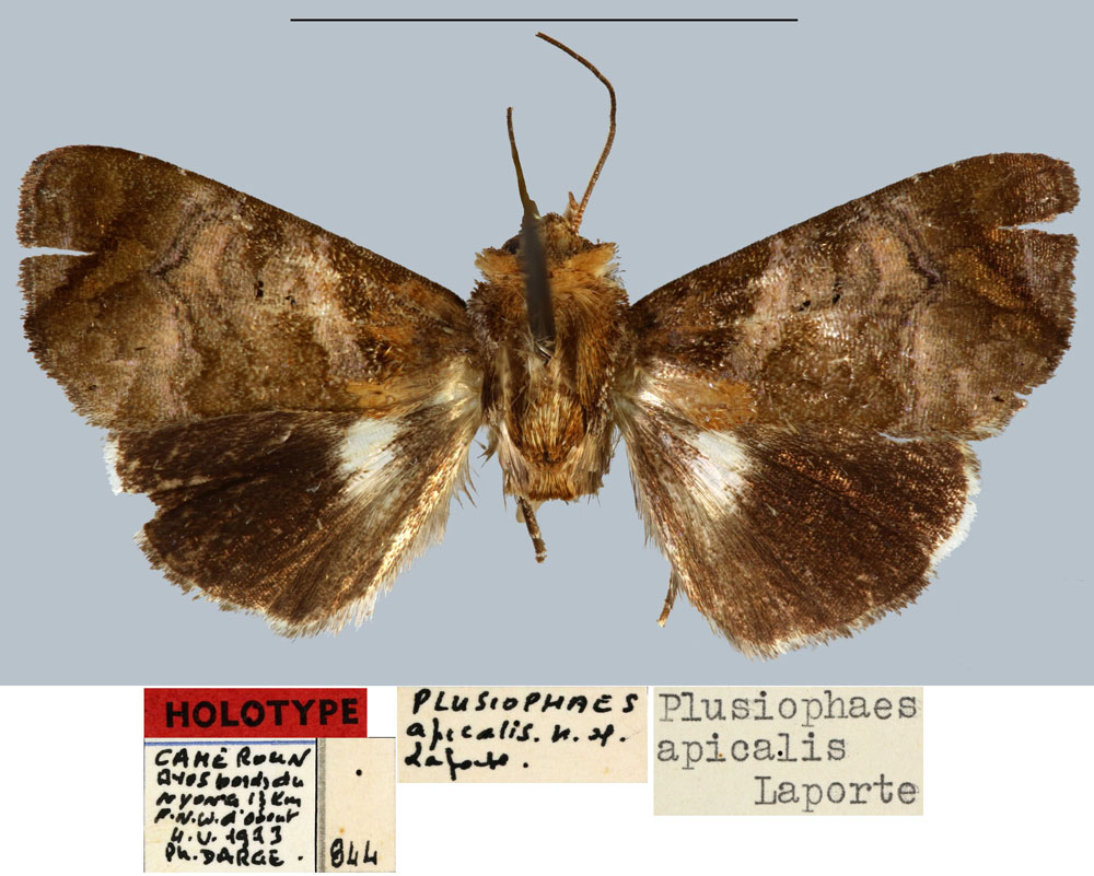 /filer/webapps/moths/media/images/A/apicalis_Plusiophaes_HT_MNHN.jpg