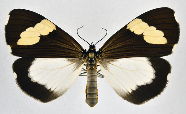 /filer/webapps/moths/media/images/A/apicalis_Podomachla_AF_NHMO.jpg