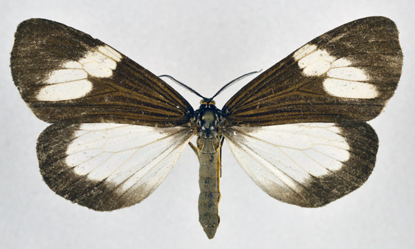 /filer/webapps/moths/media/images/A/apicalis_Podomachla_AM_NHMO.jpg