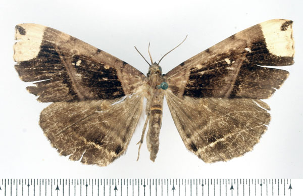 /filer/webapps/moths/media/images/A/apicata_Deinypena_AF_BMNH.jpg