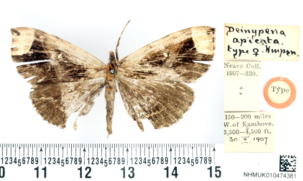 /filer/webapps/moths/media/images/A/apicata_Deinypena_HT_BMNH.jpg
